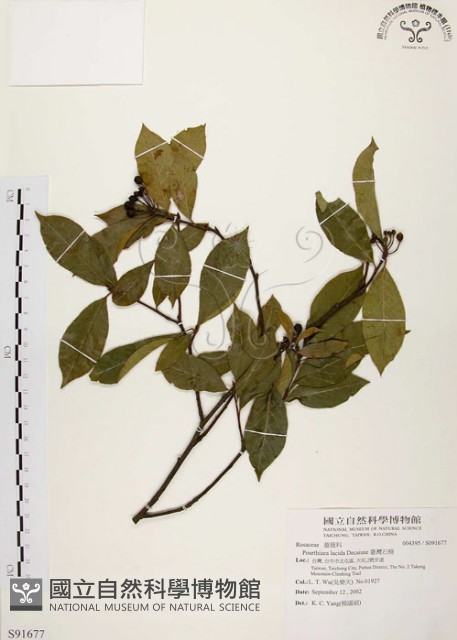 臺灣石楠藏品圖，第1張