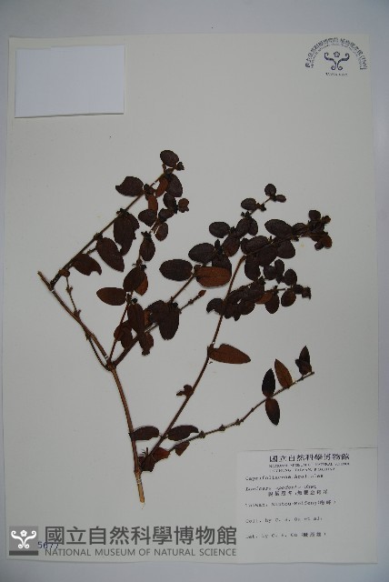 無梗忍冬藏品圖，第1張