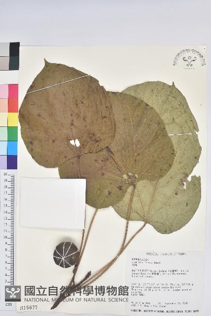 三年桐、光桐藏品圖，第1張