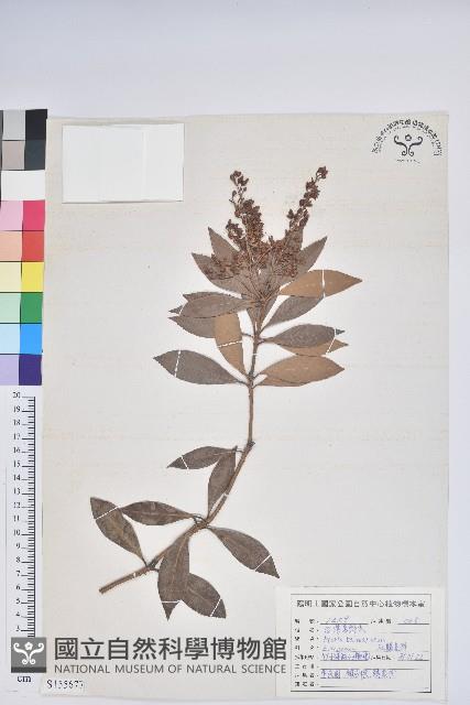 臺灣馬醉木藏品圖，第1張