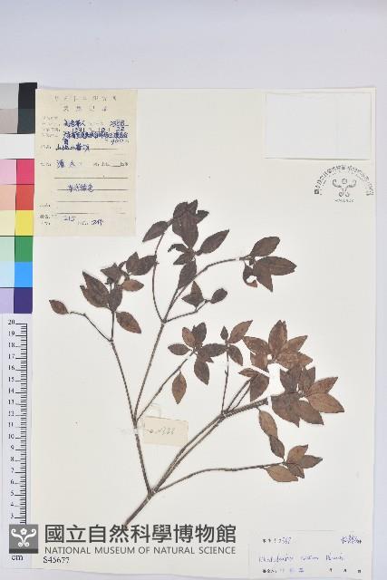 馬銀花藏品圖，第1張