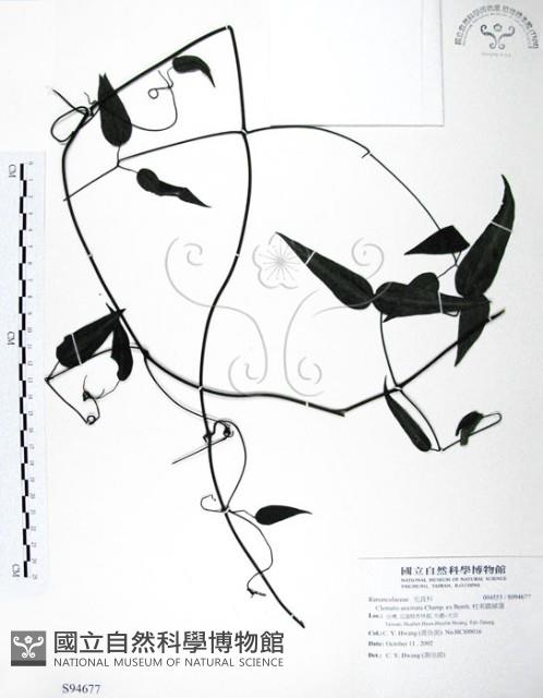 柱果鐵線蓮藏品圖，第1張