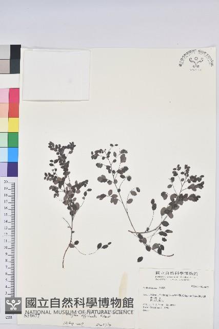 紅仔珠藏品圖，第1張