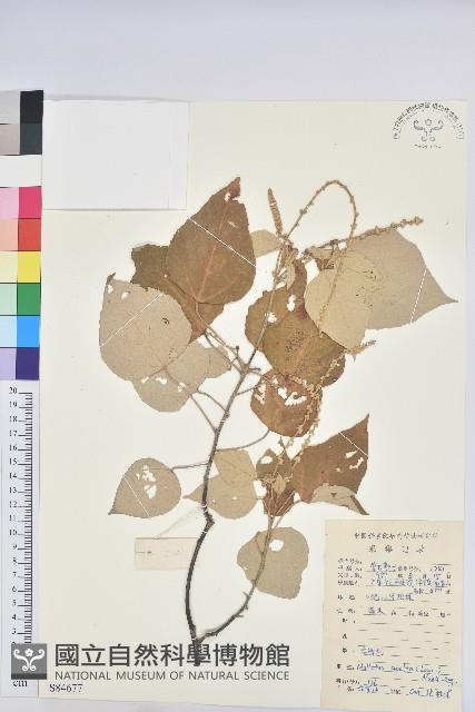 白背葉藏品圖，第1張