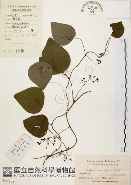 千金藤、金線吊烏龜藏品圖，第1張