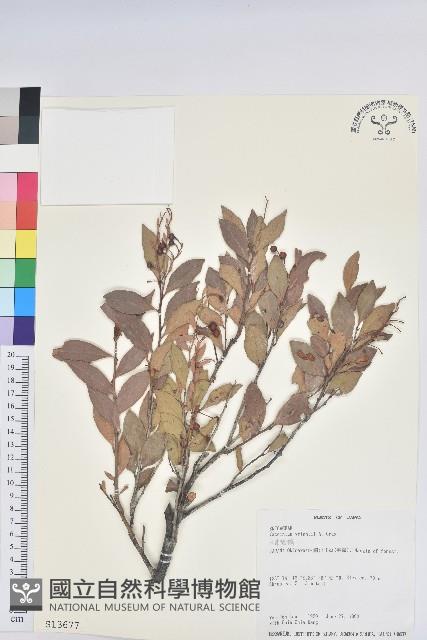 大葉越橘、來特氏越橘藏品圖，第1張