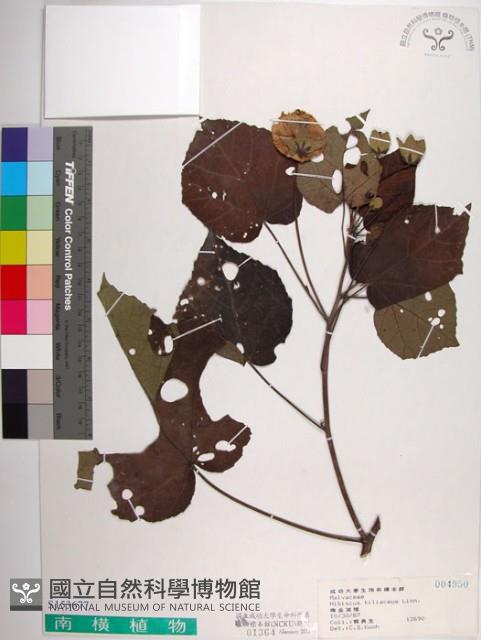 黃槿藏品圖，第1張