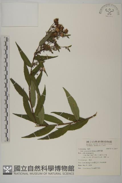 臺灣馬蘭藏品圖，第1張