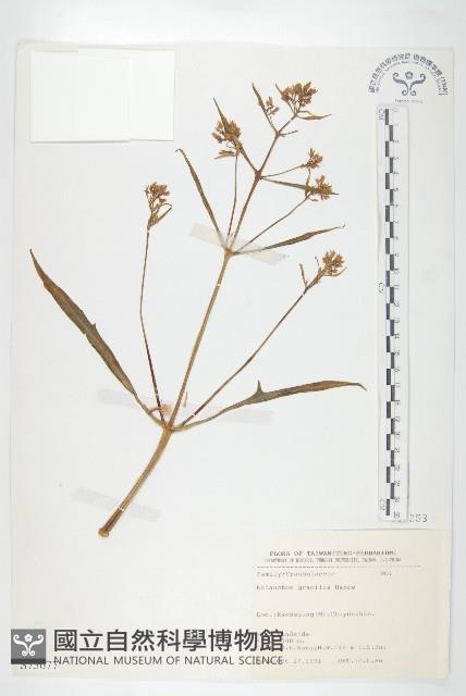 小燈籠草、大還魂藏品圖，第1張