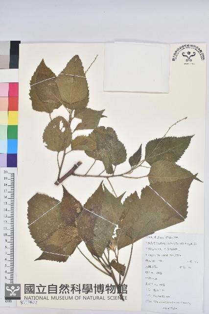 假扎包葉藏品圖，第1張