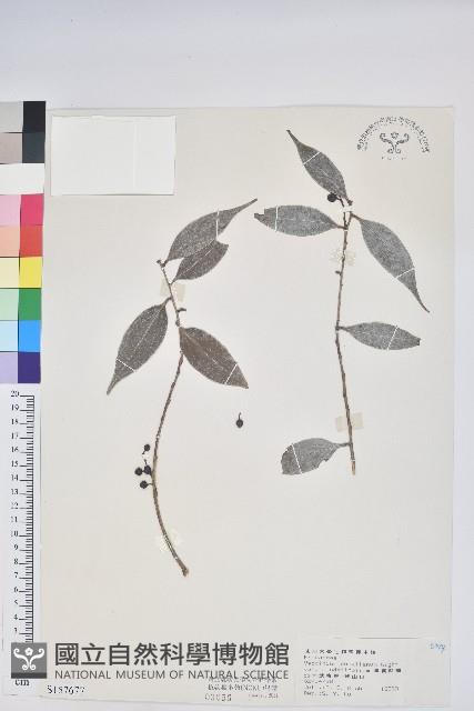 珍珠花、長尾葉越橘藏品圖，第1張