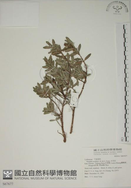 水芫花藏品圖，第1張