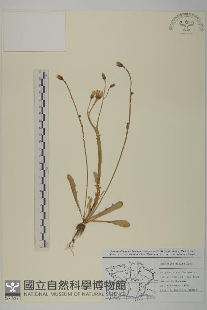 登錄號:S077677藏品圖，第1張