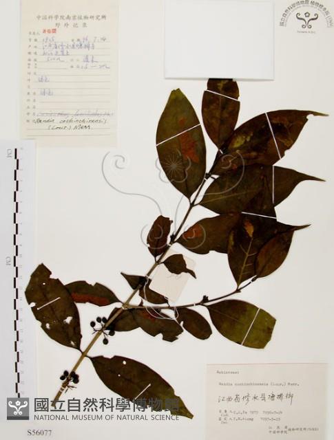 茜草樹藏品圖，第1張