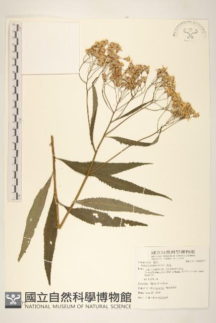 黃菀藏品圖，第1張