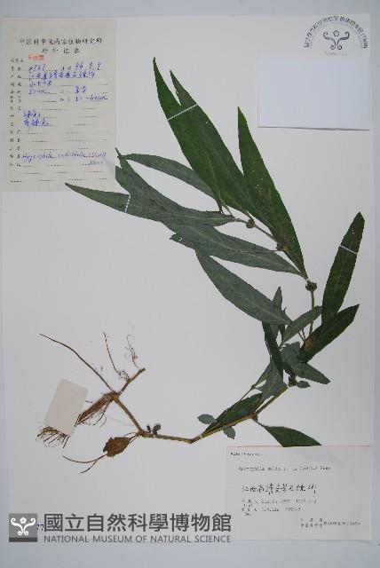 柳葉水蓑衣藏品圖，第1張