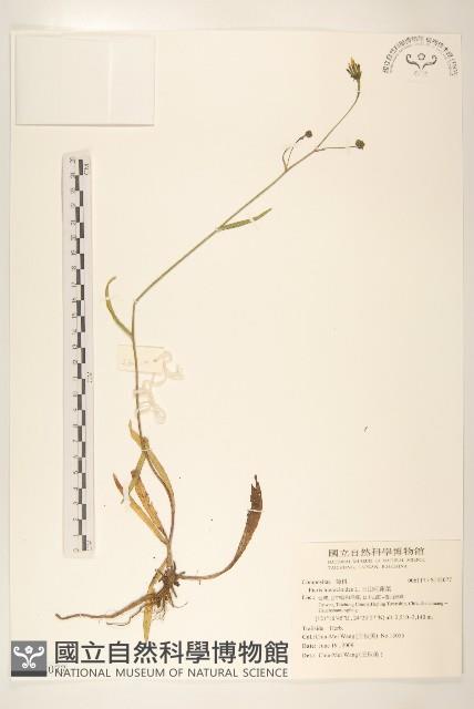 毛蓮菜藏品圖，第1張