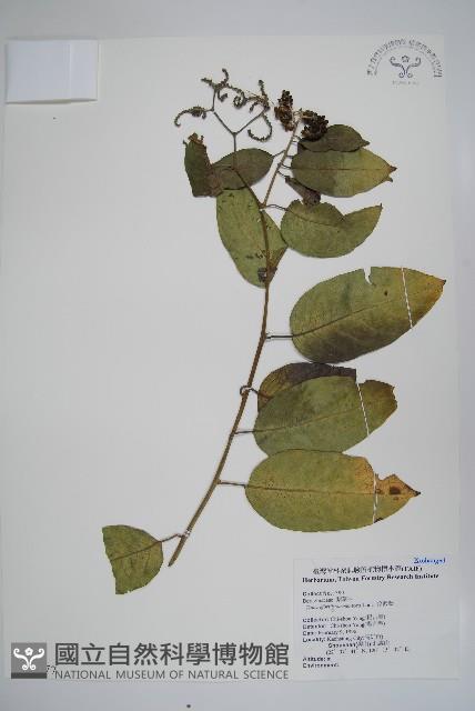 冷飯藤藏品圖，第1張