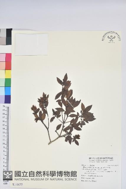 埔里杜鵑藏品圖，第1張