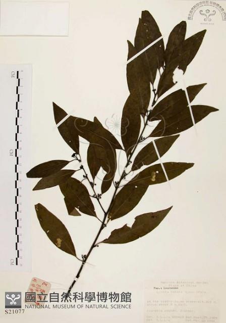 山胡椒藏品圖，第1張