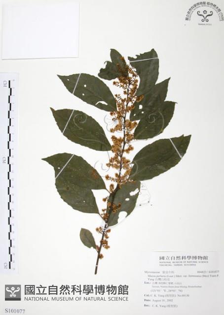 台灣山桂花藏品圖，第1張