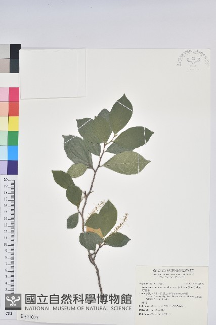 臺灣山桂花藏品圖，第1張