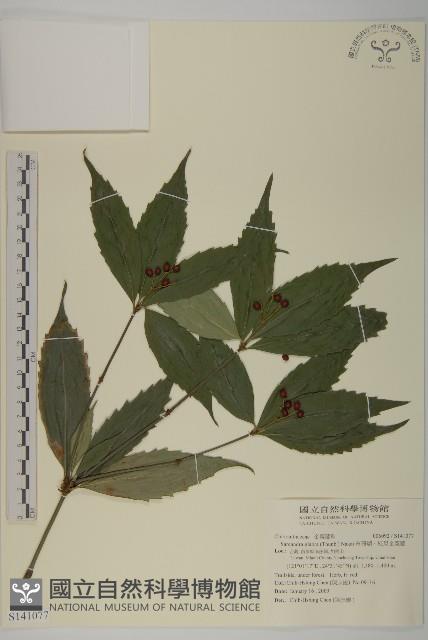 草珊瑚、紅果金粟蘭藏品圖，第1張