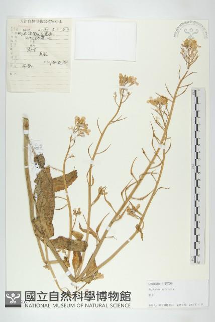 蘿蔔、夢卜藏品圖，第1張