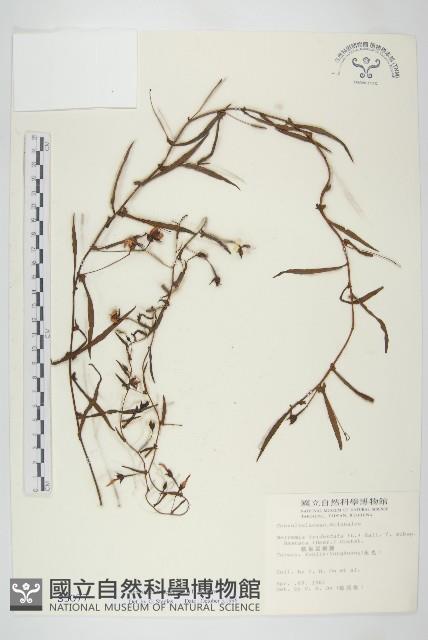 戟葉菜欒藤藏品圖，第1張