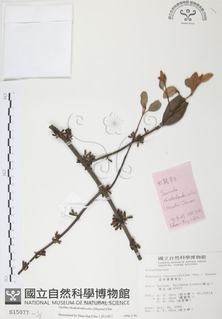 杜鵑桑寄生藏品圖，第1張