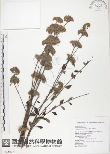 灰葉蕕藏品圖，第1張