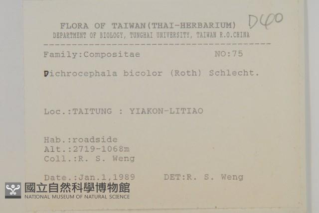 茯苓菜藏品圖，第1張