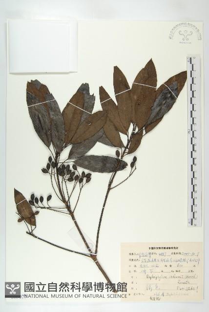 俄氏虎皮楠、蘭嶼虎皮楠、虎皮楠藏品圖，第1張