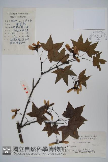 五裂槭藏品圖，第1張