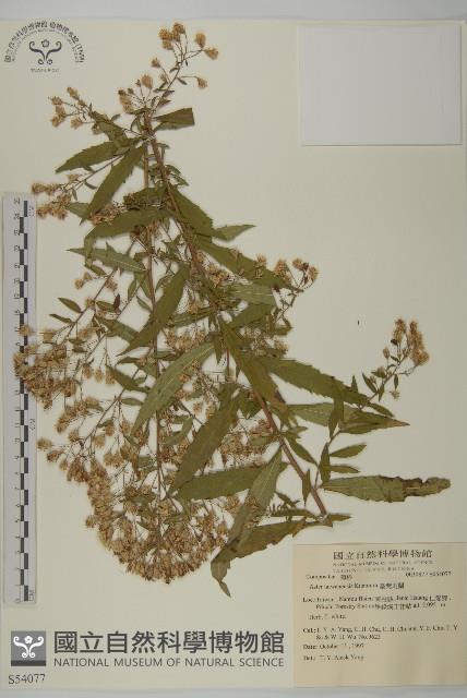 臺灣馬蘭藏品圖，第1張