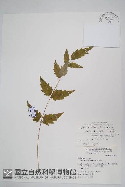 裡白蔥木藏品圖，第1張