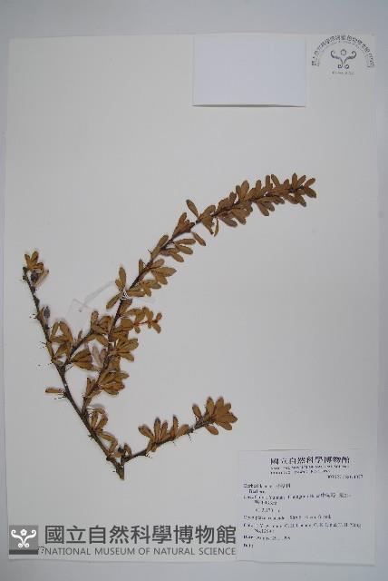 登錄號:S074077藏品圖，第1張