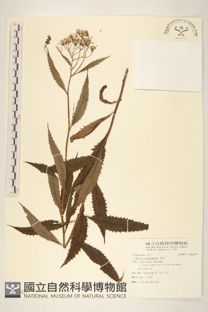 黃菀藏品圖，第1張