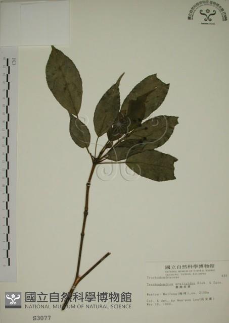 昆欄樹藏品圖，第1張