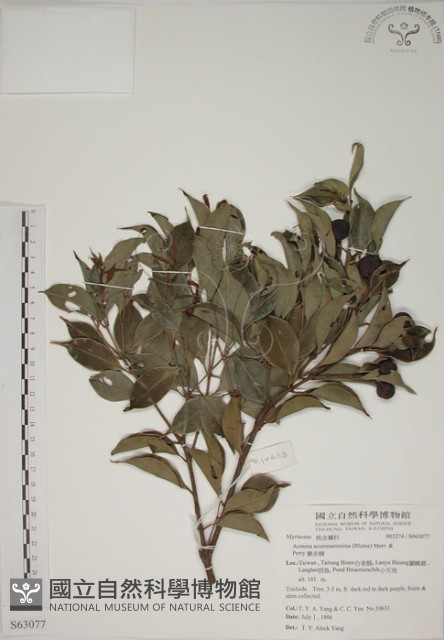 賽赤楠藏品圖，第1張