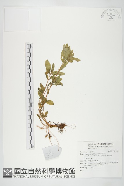 登錄號:S137077藏品圖，第1張