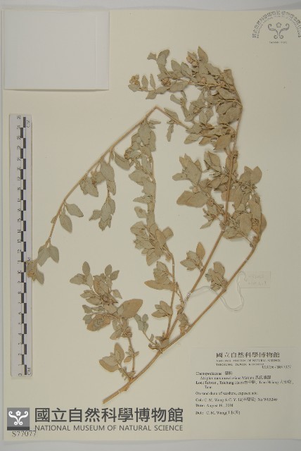 馬氏濱藜藏品圖，第1張