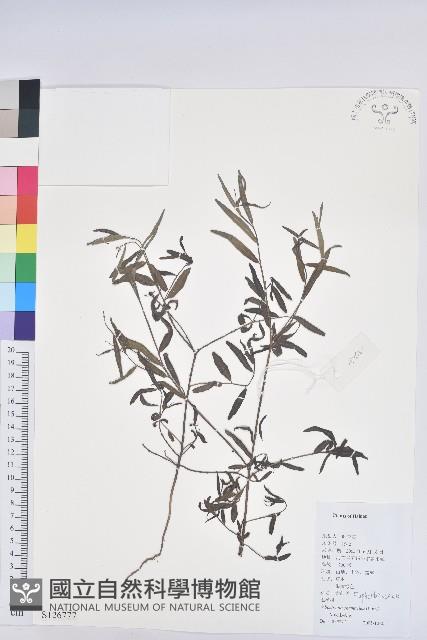 地楊桃藏品圖，第1張