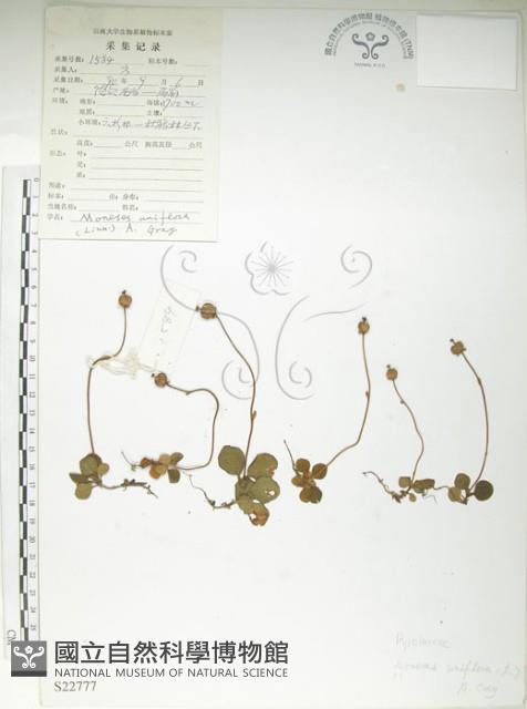 單花鹿蹄草藏品圖，第1張