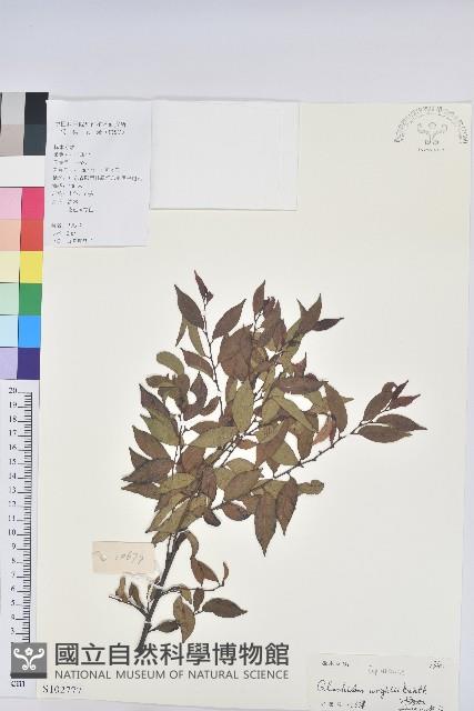 白背算盤子藏品圖，第1張