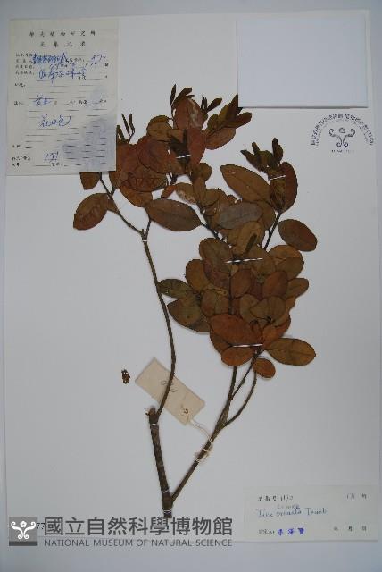 假黃楊藏品圖，第1張