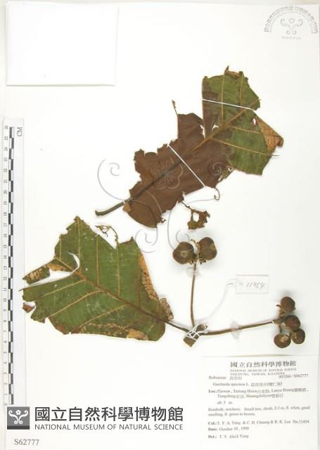 葛塔德木、欖仁舅藏品圖，第1張