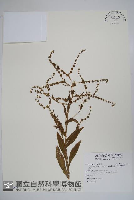 琉璃草藏品圖，第1張