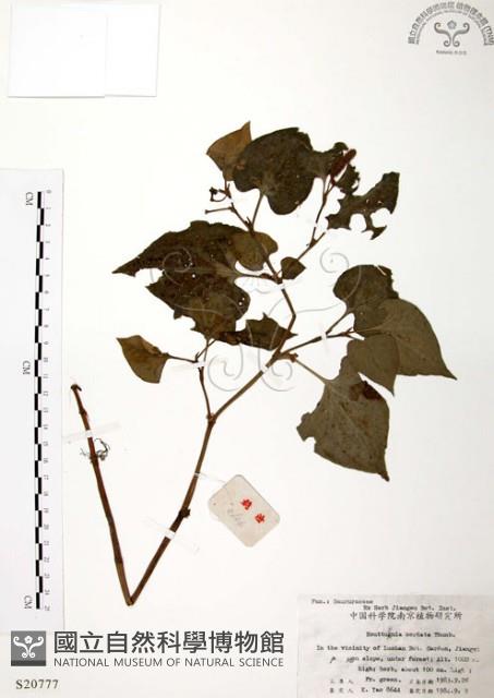 臭腥草、蕺菜藏品圖，第1張