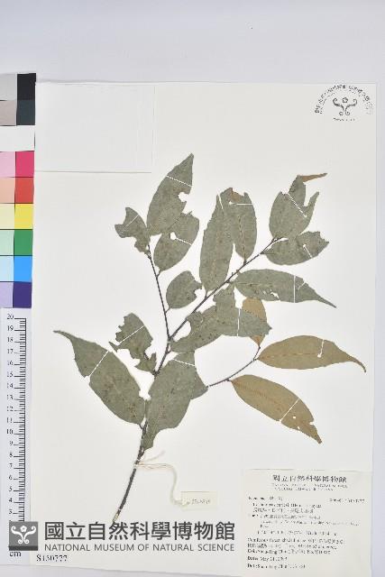 長尾栲、長尾柯、長尾尖葉櫧藏品圖，第1張